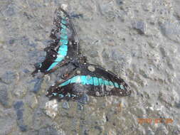 Image of <i>Graphium sarpedon connectens</i>