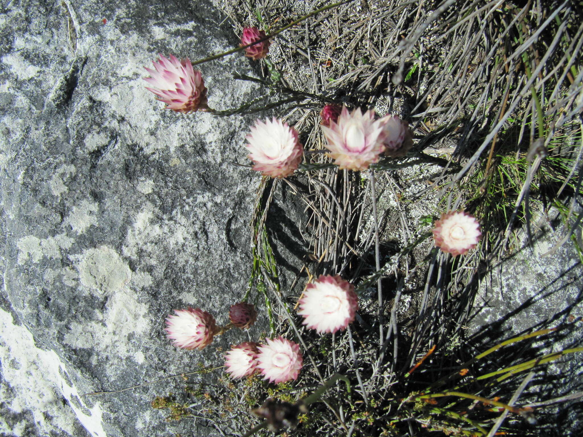 Слика од Edmondia pinifolia (Lam.) Hilliard