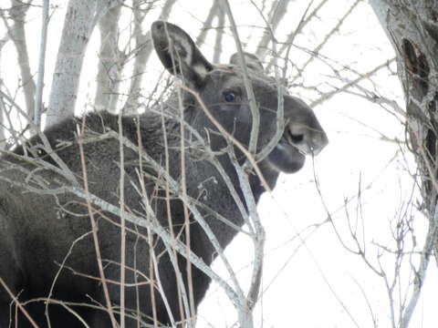 Image of Elk