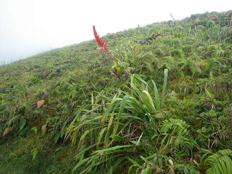 Image of Pitcairnia spicata (Lam.) Mez