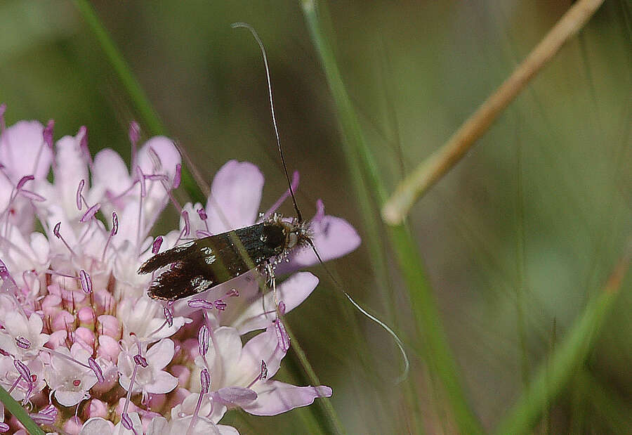 Слика од Nemophora raddaella Hübner 1793