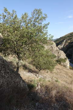 Image of Celtis planchoniana K. I. Christensen