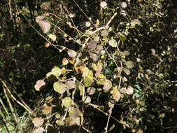 Image of Coprosma rotundifolia A. Cunn.