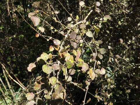 Image of Coprosma rotundifolia A. Cunn.