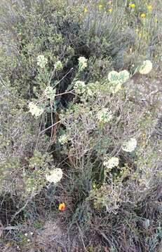 Image of Pimelea angustifolia R. Br.