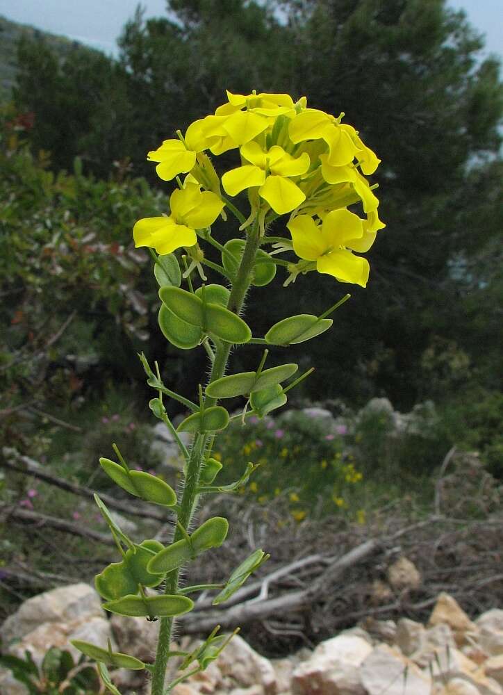 Слика од Biscutella cichoriifolia Loisel.