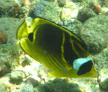 Image of Halfmoon Butterflyfish