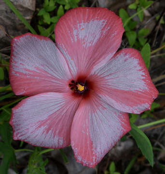 Image of Abelmoschus moschatus subsp. tuberosus (Spanoghe) Borssum Waalkes