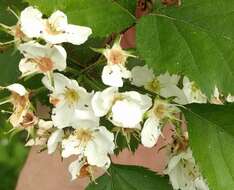 Sivun Crataegus holmesiana Ashe kuva