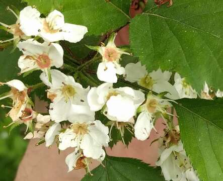 Crataegus holmesiana Ashe resmi