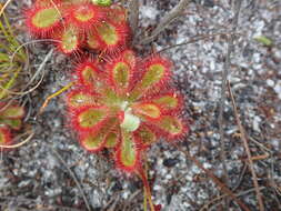 Image of Australian sundew