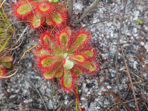 Image of Australian sundew