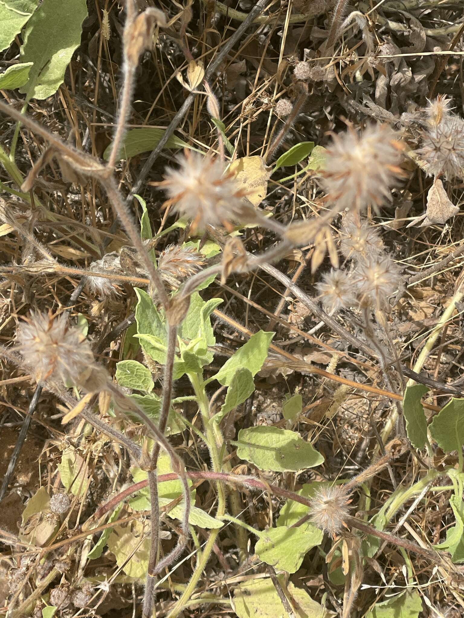 Imagem de Trifolium palaestinum Boiss.