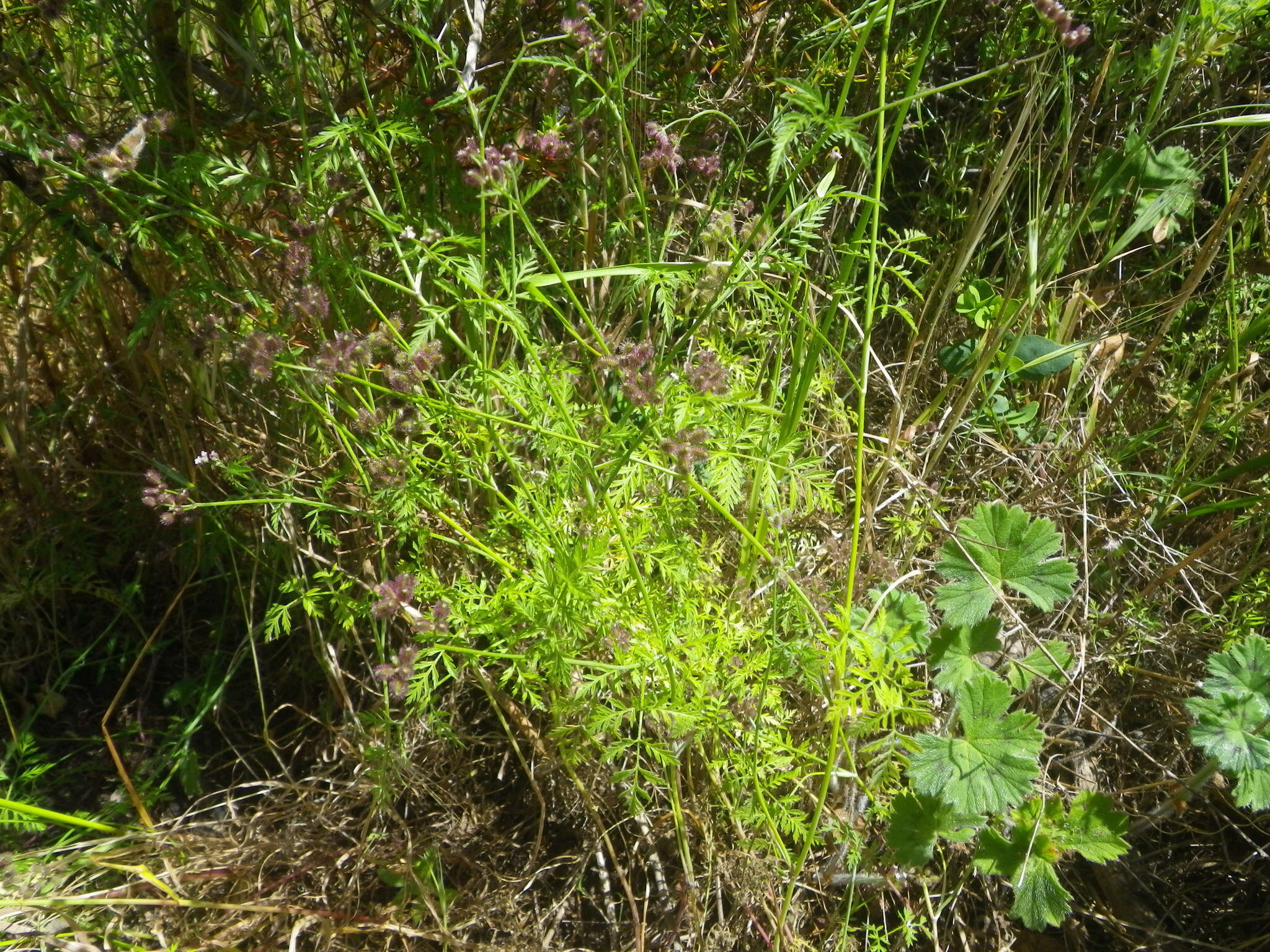 Image of spreading hedgeparsley