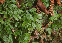 Imagem de Hymenophyllum revolutum Col.