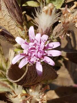 Image of Acourtia moschata (La Llave & Lex.) DC.