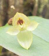 Image of Pleurothallis epiglottis Luer