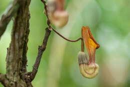 Image de Aristolochia hainanensis Merr.