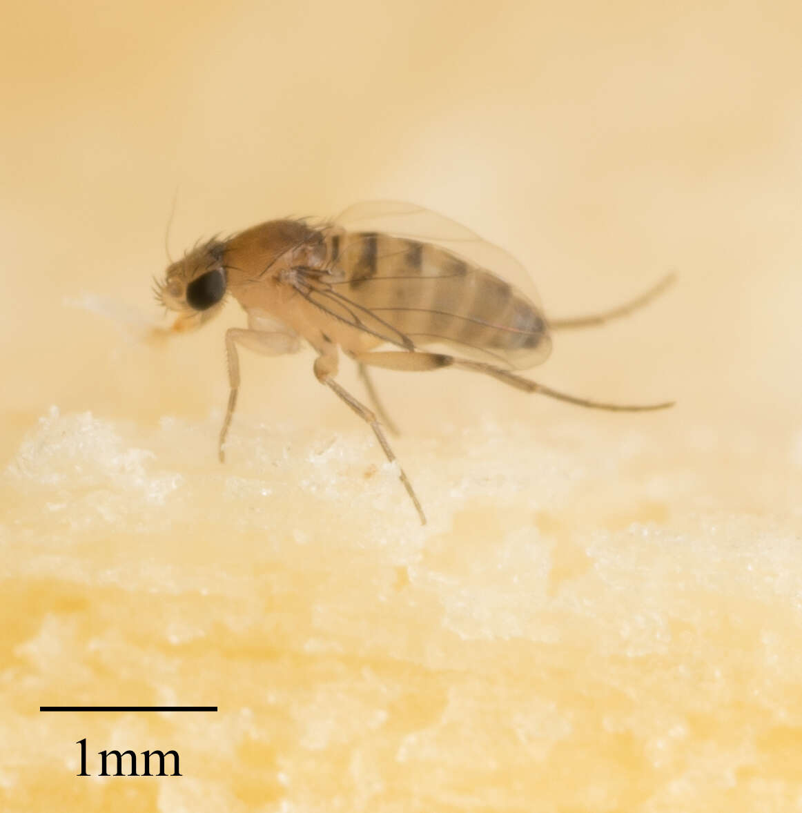 Megaselia scalaris (Loew 1866)的圖片