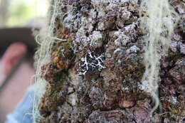 Image of Brownish monk's-hood lichen