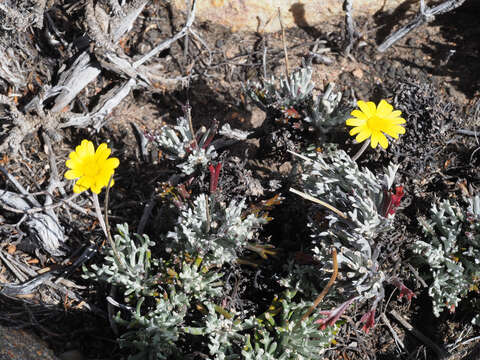 Image of Euryops othonnoides (DC.) B. Nordenst.