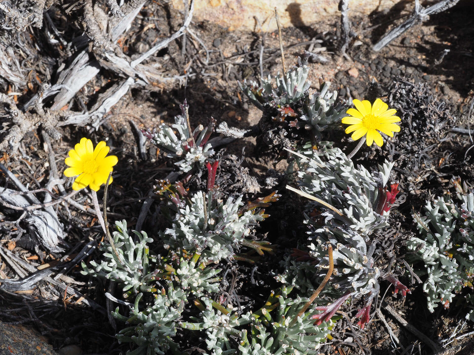 Euryops othonnoides (DC.) B. Nordenst. resmi