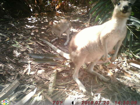 Image of Agile Wallaby