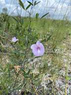 Plancia ëd Clitoria fragrans Small