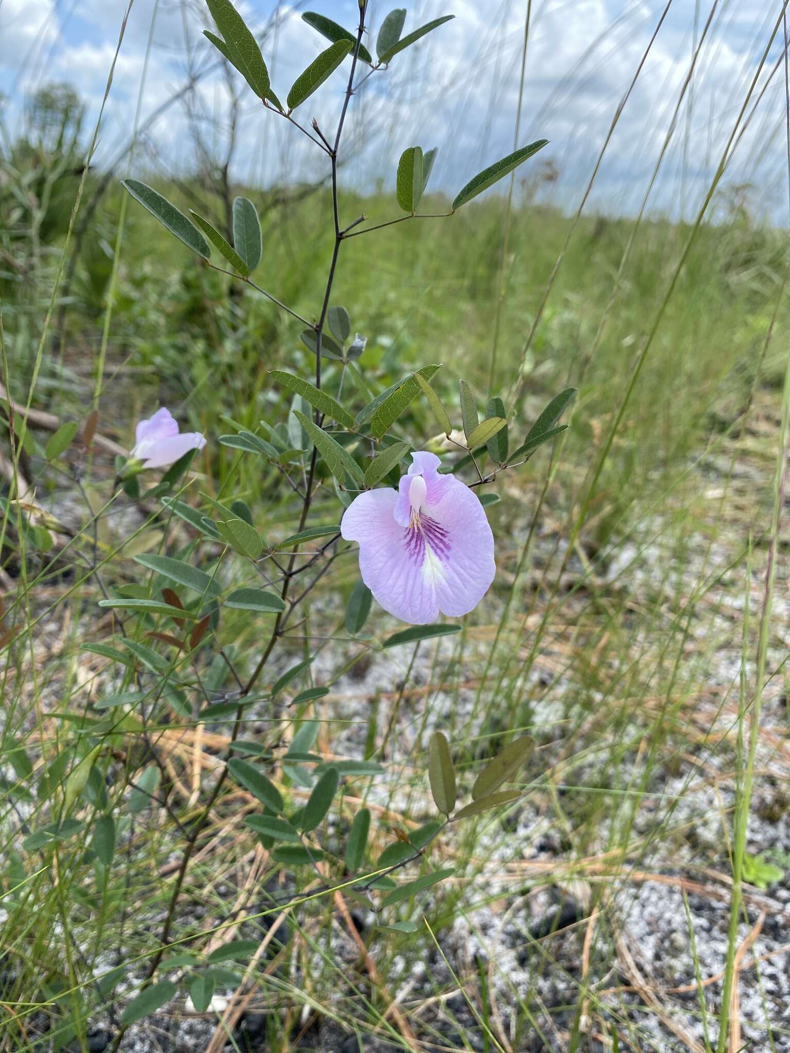 Plancia ëd Clitoria fragrans Small