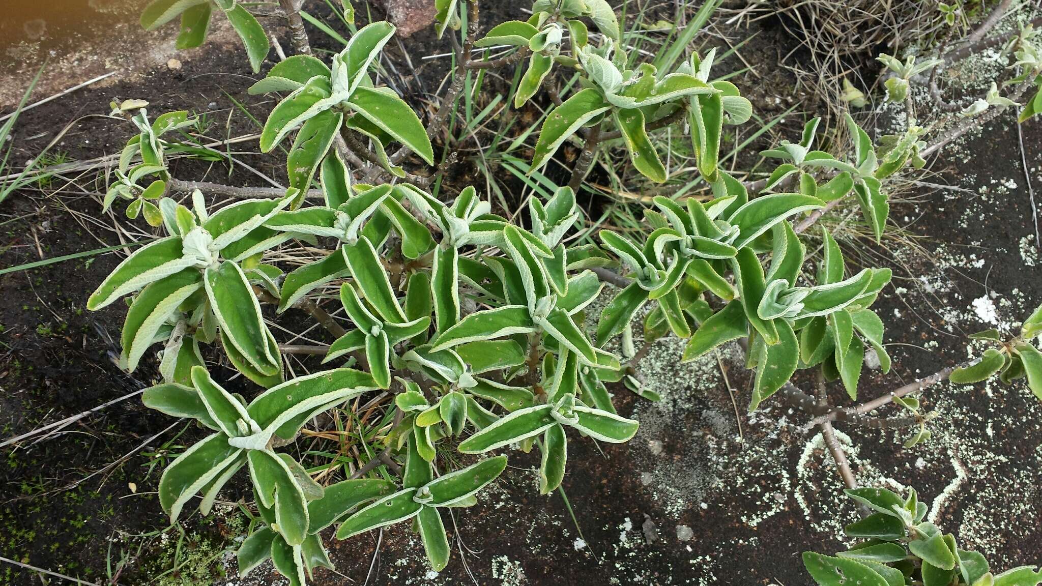 Image of Tetradenia goudotii Briq.