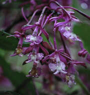 Image de Epidendrum laeve Lindl.