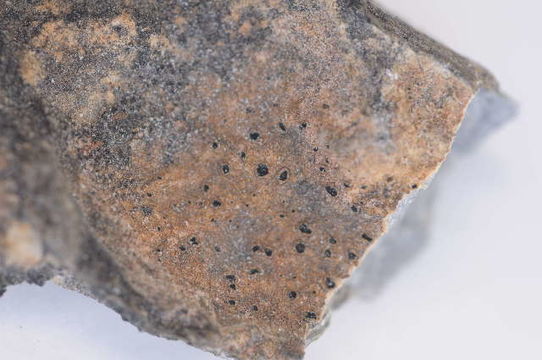 Image of Hymeneliaceae