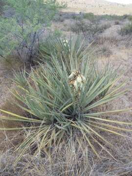 Yucca baccata Torr. resmi