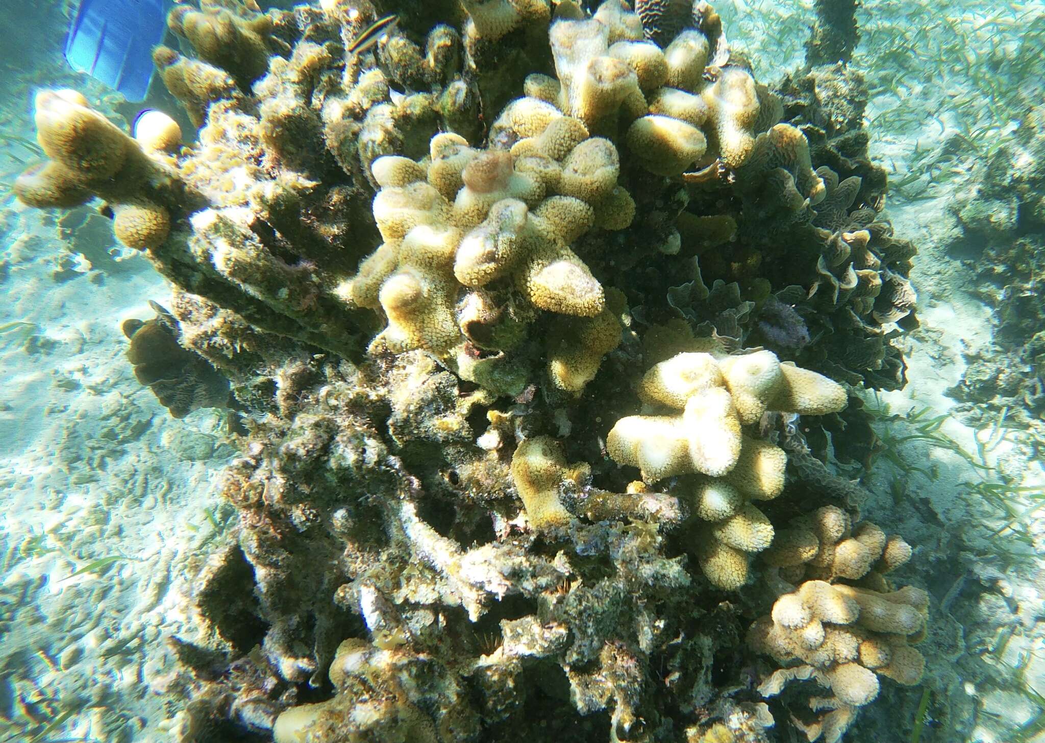 Image of Green Cactus Coral