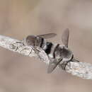 Image of Meomyia vetusta (Walker 1849)