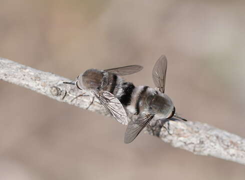 Image of Meomyia vetusta (Walker 1849)