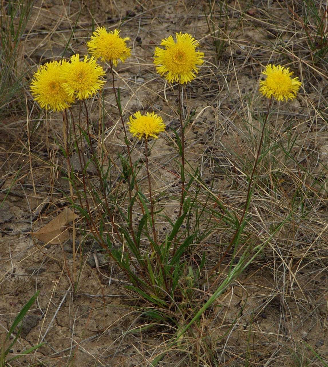 Image of Podolepis linearifolia