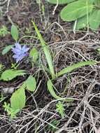 Image de Hyacinthoides mauritanica (Schousb.) Speta