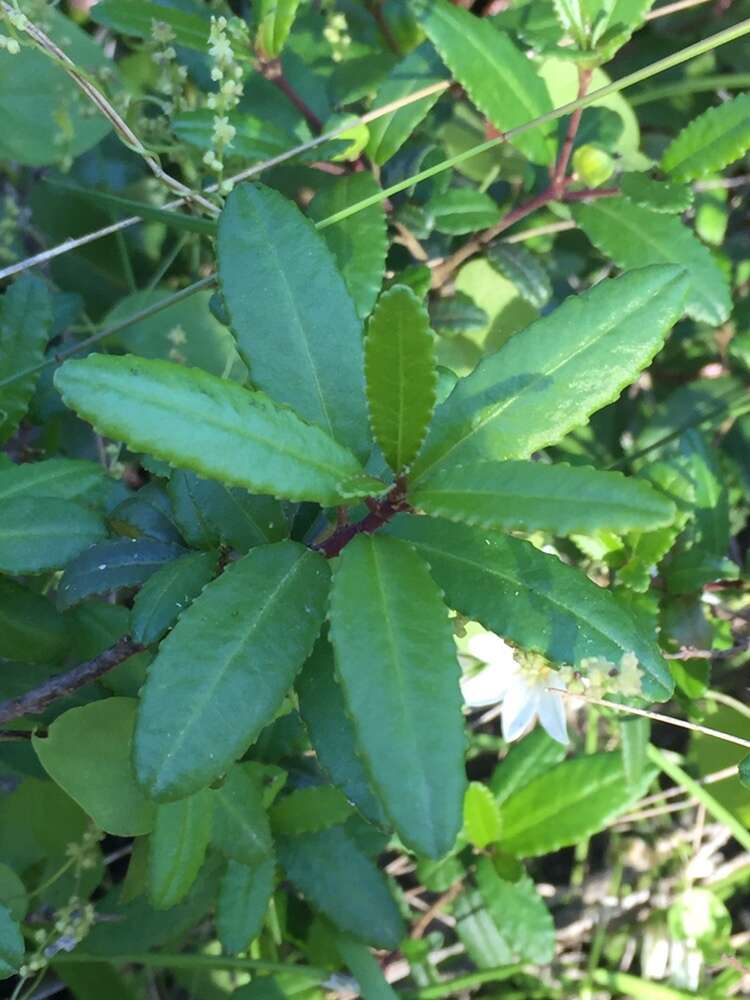 Plancia ëd Adenopeltis serrata (W. T. Aiton) I. M. Johnst.