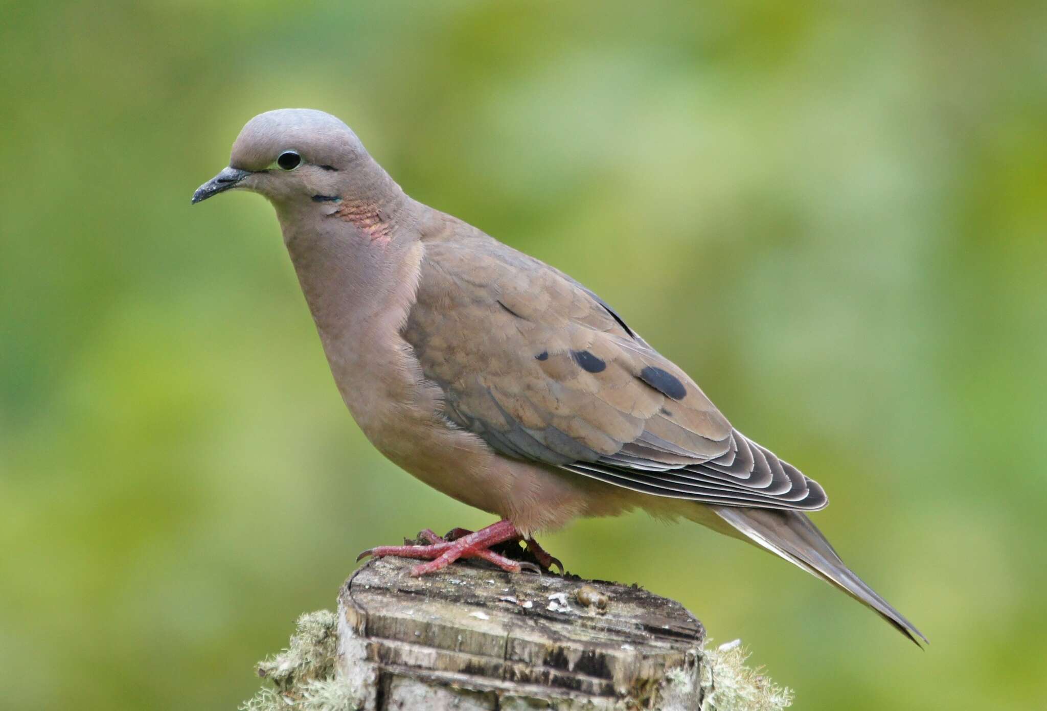 Image of Eared Dove