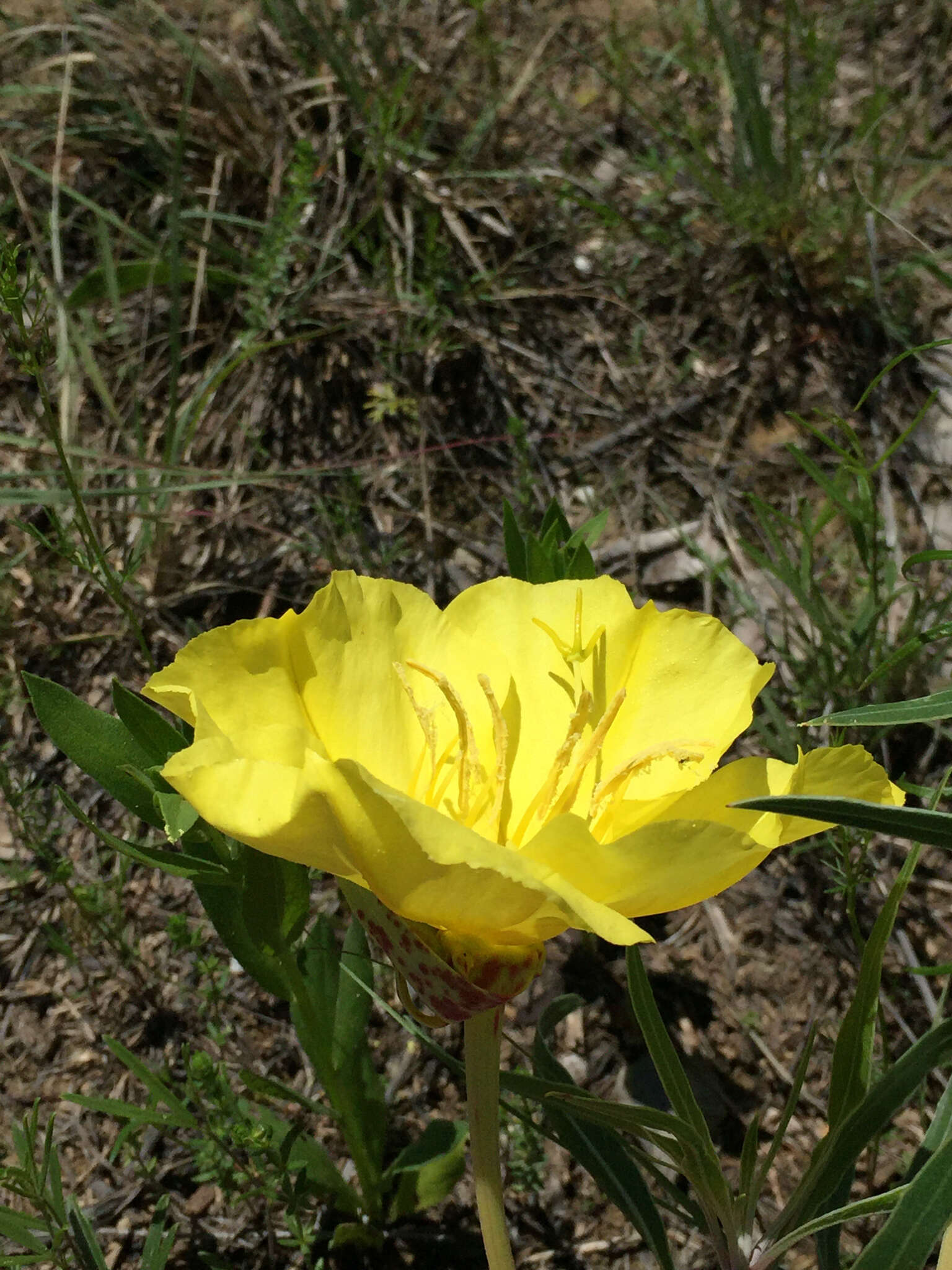 Oenothera macrocarpa Nutt. resmi