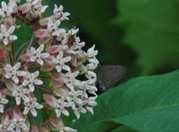 Image of Banded Hairstreak