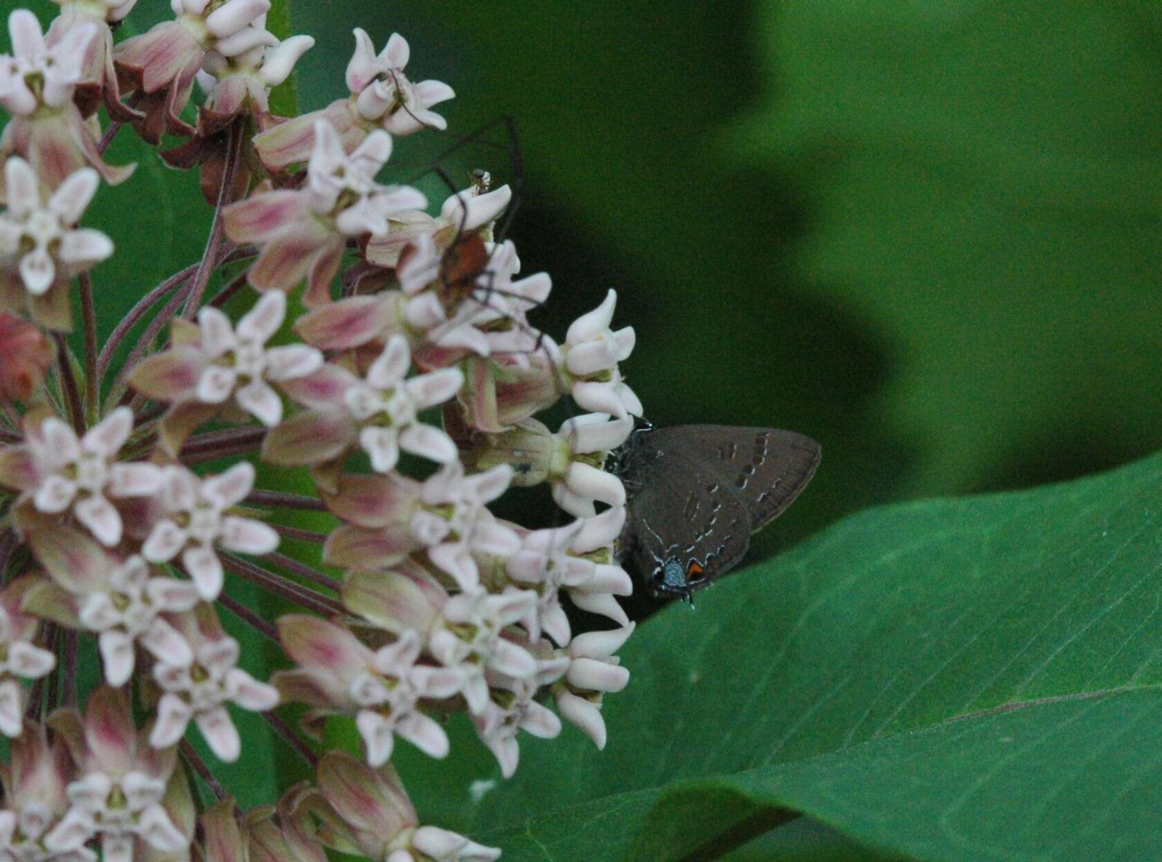 Image of Banded Hairstreak