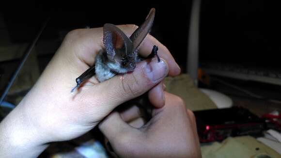 Image of Mountain Long-eared Bat