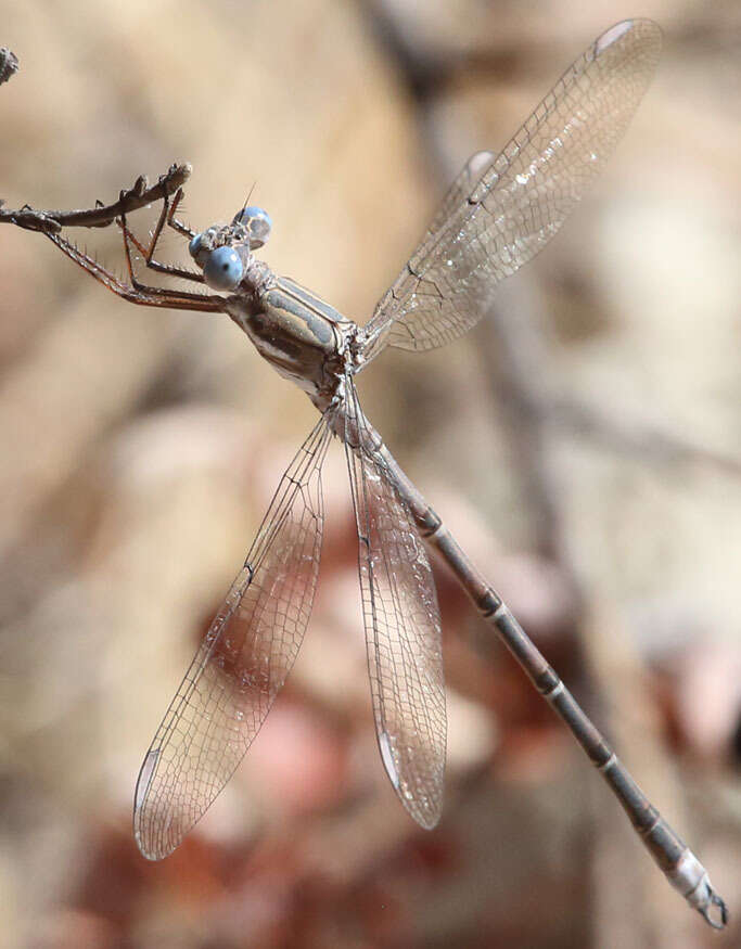 Image of Archilestes californicus McLachlan 1895