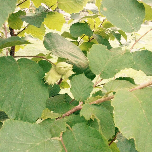 Image of Cobnut