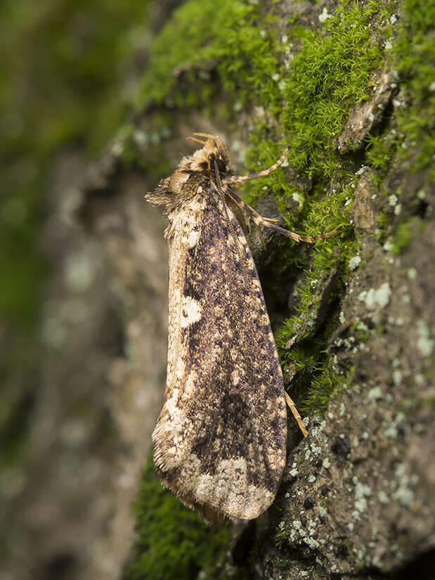 Image of Scardia boletella (Fabricius 1794)