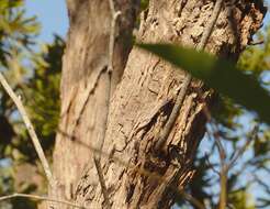 Image of Eucalyptus latisinensis K. D. Hill