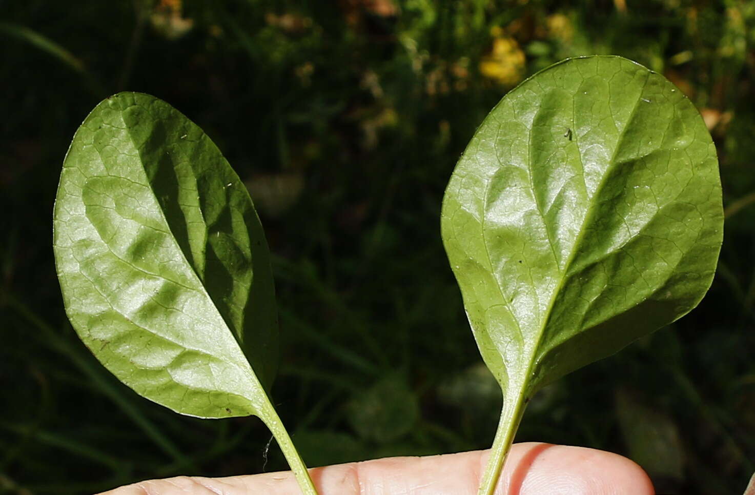 Image of liverleaf wintergreen