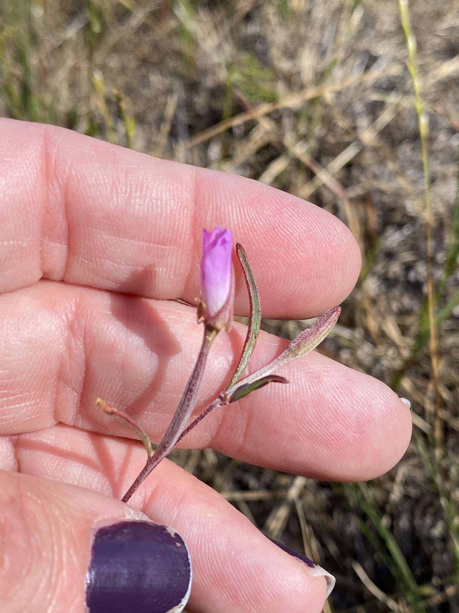 Plancia ëd Clarkia franciscana H. Lewis & Raven